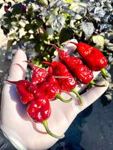 Load image into Gallery viewer, Hand holding ripe Fox Purple Naga Ruby pepper pods