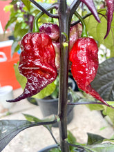 Load image into Gallery viewer, Fox Purple Naga Ruby pepper pods ripening on the plant