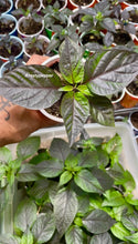Load image into Gallery viewer, Close-up of a potted plant with dark green leaves, surrounded by other plants.