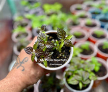 Load image into Gallery viewer, Hand holding a small potted plant labeled 'Fox Purple Naga Ruby' with more plants in the background.