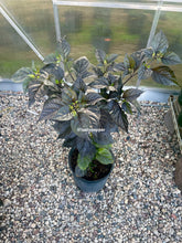 Load image into Gallery viewer, Fox Purple naga Ruby pepper plant in a 2.5 gallon pot on in a greenhouse