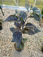 Load image into Gallery viewer, Fox Purple naga Ruby pepper plant in a 1 gallon pot in a greenhouse