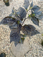 Load image into Gallery viewer, Fox Purple naga Ruby pepper plant in a 1 gallon pot in a greenhouse 2