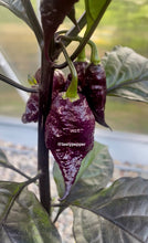 Load image into Gallery viewer, Fox Purple Naga Ruby Pepper Hanging from fruiting plant