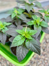 Load image into Gallery viewer, A 1-gallon potted Gator Jig-Saw Orange Pepper plant with green &amp; purple leaves