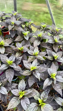 Load image into Gallery viewer, Gator Jig-Saw Orange plants inside the greenhouse