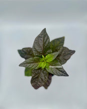 Load image into Gallery viewer, A potted Gator Jig-Saw Orange Pepper plant with green leaves in a pot with white background