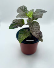 Load image into Gallery viewer, A potted Gator Jig-Saw Orange Pepper plant with green leaves against a white background.