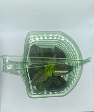 Load image into Gallery viewer, Gator jig-saw orange plant in shipping blister pack top view