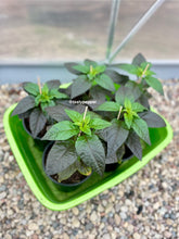 Load image into Gallery viewer, Four 1-gallon potted Gator Jig-Saw Orange Pepper plants inside the greenhouse.