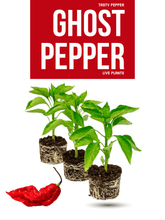 Load image into Gallery viewer, Ghost Pepper live plant with healthy green foliage