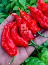 Load image into Gallery viewer, Hand holding ripe red Ghost Pepper pods