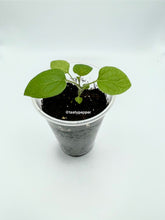 Load image into Gallery viewer, Young Golden Berry live plant with healthy green foliage in a nursery cup
