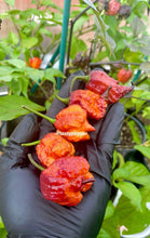 Load image into Gallery viewer, Hand holding ripe Gator Jig-Saw Orange superhot pepper pods