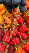 Load image into Gallery viewer, Chocolate Primotalii Pepper Seeds