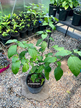 Load image into Gallery viewer, Potted plants in a greenhouse setting with 'tasty pepper' branding.