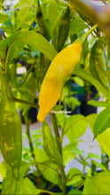 Load image into Gallery viewer, Yellow Lemon Drop pepper growing on the plant