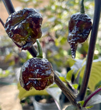 Load image into Gallery viewer, Unripe purple Mini Carolina Reaper peppers growing on plant
