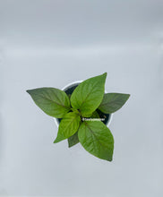 Load image into Gallery viewer, Mini Carolina Reaper pepper plant with healthy green foliage