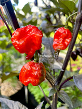 Load image into Gallery viewer, Mini Carolina Reaper peppers growing on a plant with a blurred background
