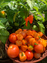 Load image into Gallery viewer, Harvested Orange Habanero peppers and tomatoes in a basket