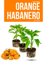 Load image into Gallery viewer, Orange Habanero live pepper plant with healthy green foliage
