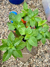 Load image into Gallery viewer, Young Orange Habanero pepper plants growing in nursery cups inside a greenhouse