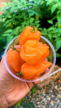 Load image into Gallery viewer, Ripe orange Habanero pepper pods