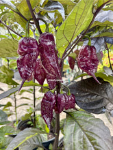 Load image into Gallery viewer, Purple Fox Purple Naga Ruby pepper pods growing on the plant