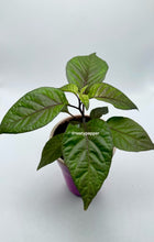 Load image into Gallery viewer, A potted Purple Peach Carolina Reaper pepper plant with green, purple, and peach-colored leaves.