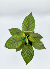 Load image into Gallery viewer, A potted Purple Peach Carolina Reaper pepper plant with green, purple, and peach-colored leaves.