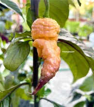 Load image into Gallery viewer, Wrinkled purple peach Carolina Reaper pepper on a plant with green leaves
