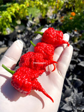 Load image into Gallery viewer, Harvested red RB003 superhot pepper pods held in the garden