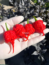 Load image into Gallery viewer, Hand holding ripe red RB003 superhot pepper pods