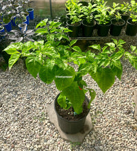 Load image into Gallery viewer, 2.5-gallon Potted RB003 pepper plant inside a greenhouse