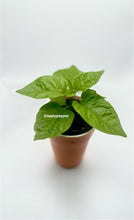 Load image into Gallery viewer, RB003 potted plant with green leaves on a white background, featuring the brand 'tastypepper'.