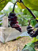 Load image into Gallery viewer, Dark purple Thor's Thunderbolt pepper pods growing on the plant