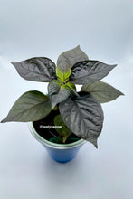 Load image into Gallery viewer, A potted plant with deep purple leaves, labeled as 'Tasty Pepper'.