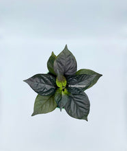 Load image into Gallery viewer, A potted plant with deep purple leaves, labeled as 'Tasty Pepper'.