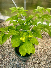 Load image into Gallery viewer, Potted plant with green leaves and small yellow peppers on a gravel surface.