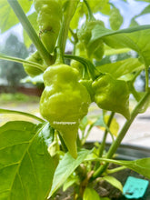 Load image into Gallery viewer, Green White UFO pepper pods developing on the plant