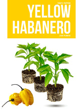 Load image into Gallery viewer, Yellow Habanero pepper plant