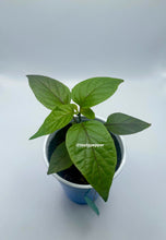 Load image into Gallery viewer, A young Black Panther pepper plant with dark green foliage, growing in a blue solo cup.