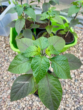 Load image into Gallery viewer, 1 gallon potted Black Panther pepper plant with dark green foliage.