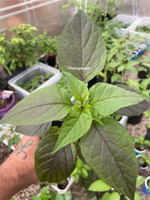 Load image into Gallery viewer, A young Black Panther pepper plant with dark green foliage is being held inside a greenhouse