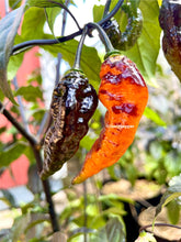 Load image into Gallery viewer, Black Panther pepper plant closeup 