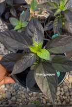 Load image into Gallery viewer, Black Pearl ornamental pepper plant with dark foliage and ripening pods