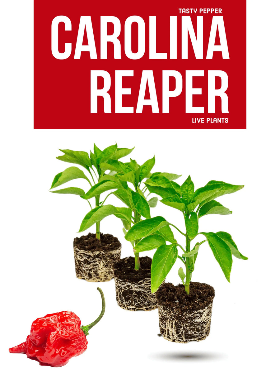 Carolina reaper
