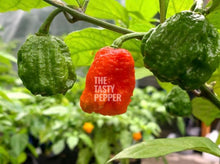 Load image into Gallery viewer, Carolina Reaper pepper plant with green pods