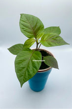 Load image into Gallery viewer, A potted Cheiro Roxa pepper plant in a solo cup